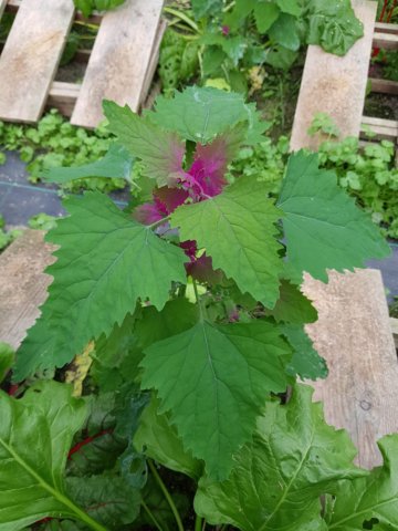 img20180616wa0074.jpg
