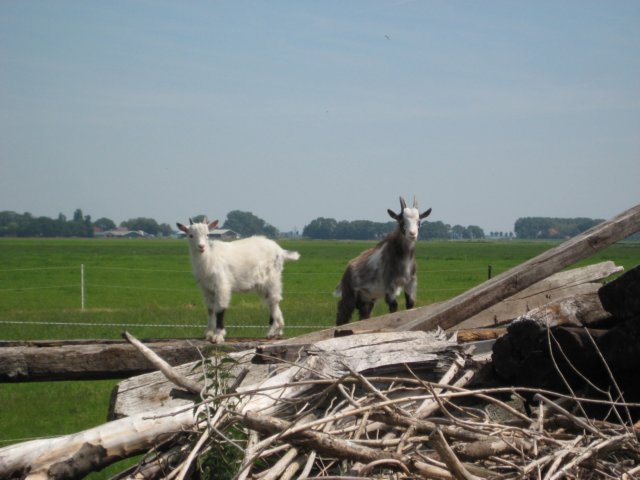 en2kleinegeitjes.jpg