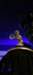 tulm2507_small.jpg